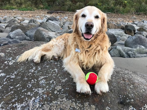 How to teach your dog to play fetch?