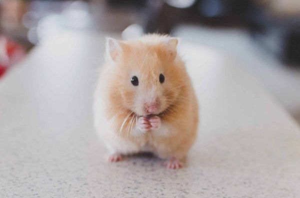 How to deal with aggression in small pets like hamsters?